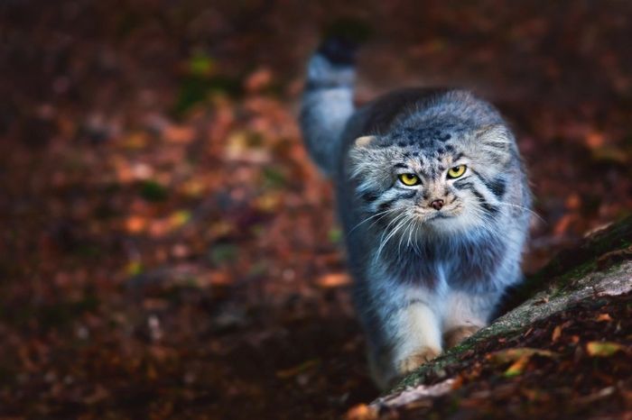 5 порід котів із найбільш непередбачуваним характером, яких краще обходити стороною