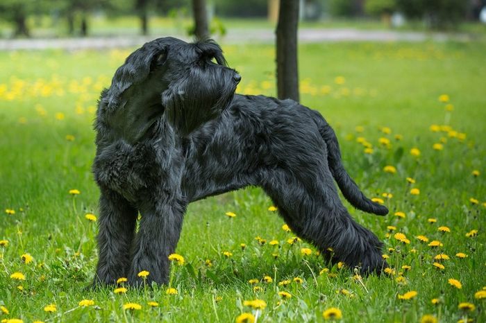 Їхня шерсть не створює проблем: 9 порід собак, які не викликають алергію