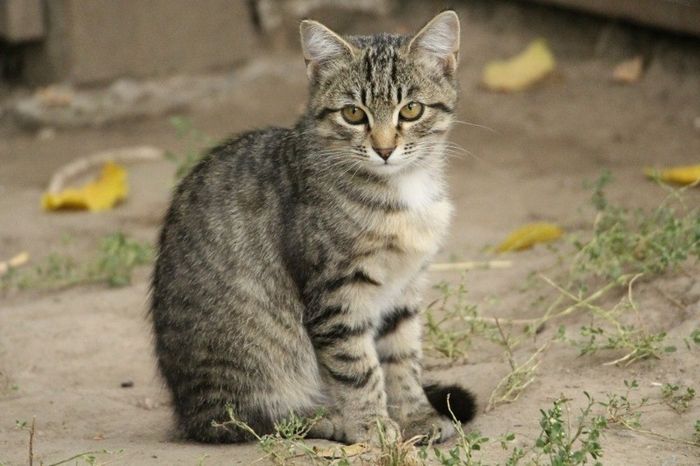 Які породи кішок найчастіше вибирають чоловіки