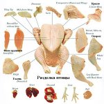 Куряче оброблення: схема складових тушки